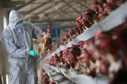 Việt Nam cần cảnh giác với khả năng lây nhiễm cúm A H5N8 sang người